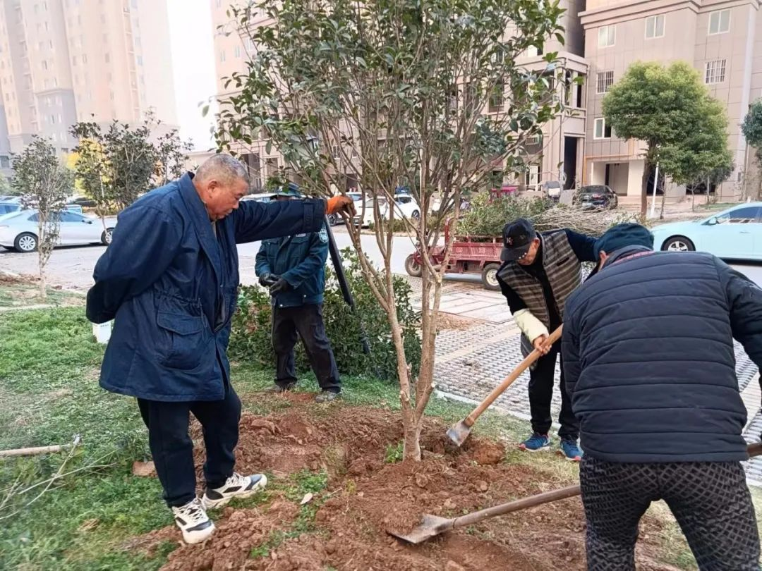 小蚌埠镇小蚌埠社区:冬季种树不停歇,为居住环境添彩_蚌埠市淮上区人民政府